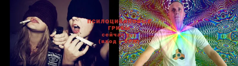 Псилоцибиновые грибы Psilocybe  shop официальный сайт  Никольск 